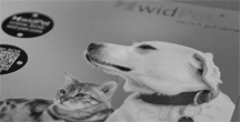 widpet flyer 1